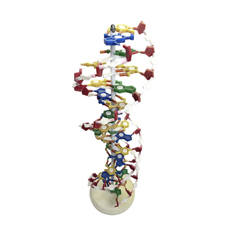 แบบจำลอง DNA, แบบจำลองเกลียวคู่ DNA, แบบจำลองทางการแพทย์แบบเกลียวคู่สี DNA