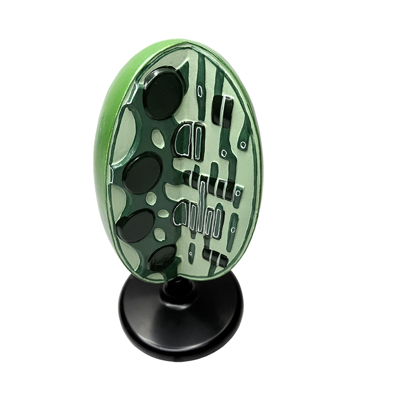 แบบจำลองการสอนชีววิทยาระดับมัธยมศึกษาตอนต้นชีววิทยาเครื่องมือในห้องปฏิบัติการการทดลองโครงสร้างจุลภาคของพืชแบบจำลองออร์แกเนลล์คลอโรพลาสต์