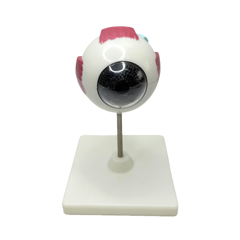 Eye model anatomy eye model เครื่องมือการเรียนรู้ทางการแพทย์ 3x ขยาย eye anatomy model