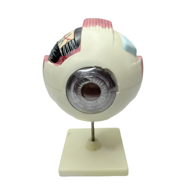 Eye model anatomy eye model เครื่องมือการเรียนรู้ทางการแพทย์ 6x ขยาย eye anatomy model