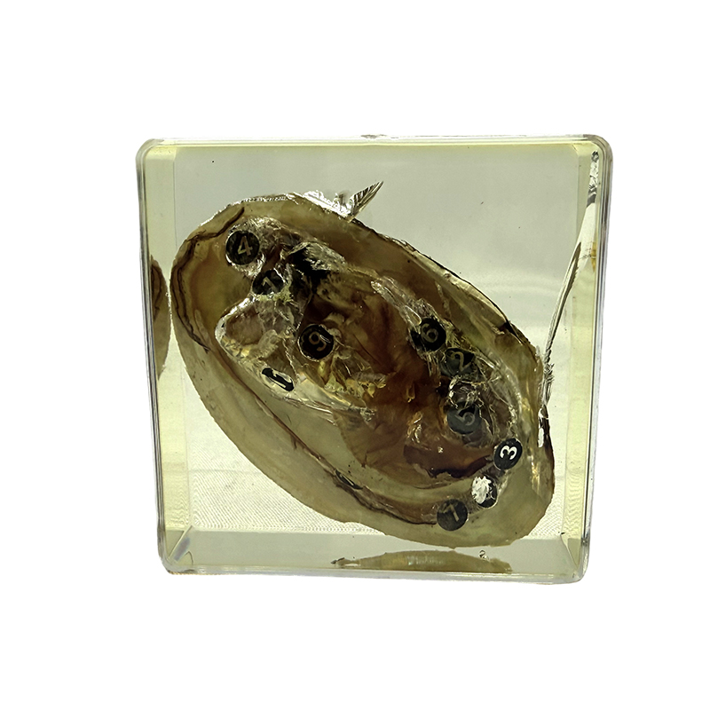 การประยุกต์ตัวอย่างหอยแมลงภู่ในการศึกษาและการสอน