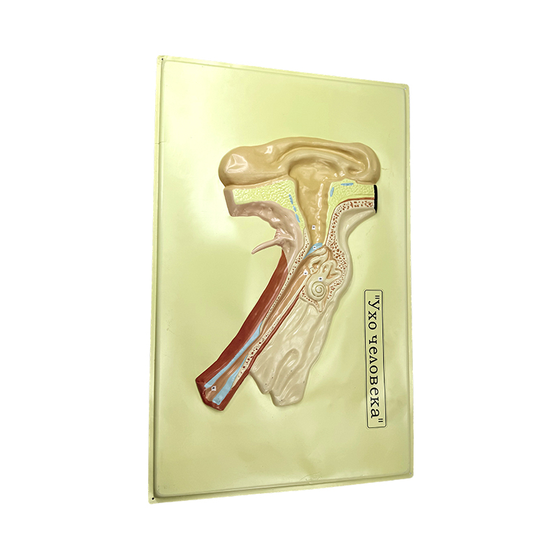 Relief model of ear