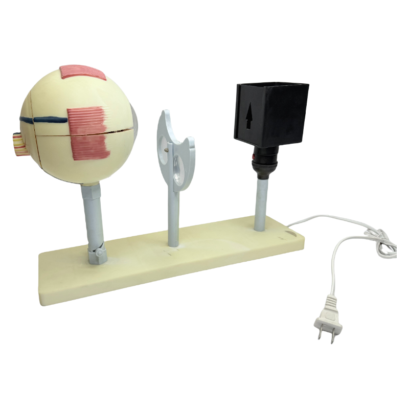 อุปกรณ์การสอน ophthalmoscope รุ่นตามนุษย์สาธิตหลักการถ่ายภาพลูกตาการสอนแบบจำลองตามนุษย์